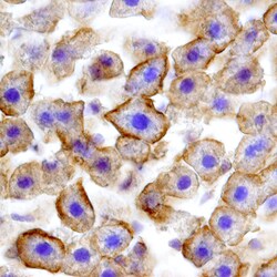 Rat Fas/TNFRSF6/CD95 Antibody, R D Systems 100&mu;g; Unlabeled:Antibodies,