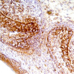 Mouse Fas/TNFRSF6/CD95 Antibody, R D Systems 25&mu;g; Unlabeled:Antibodies,