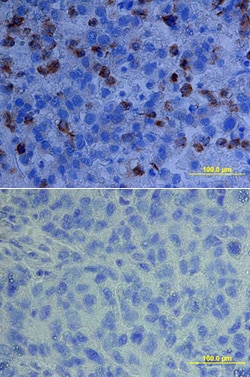 Human Fas Ligand/TNFSF6 Antibody, R D Systems 25&mu;g; Unlabeled:Antibodies,