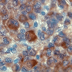 Human Fas Ligand/TNFSF6 Antibody, R D Systems 25&mu;g; Unlabeled:Antibodies,