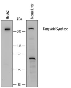 Human/Mouse Fatty Acid Synthase/FASN Antibody, R D Systems 100ug; Unlabeled:Antibodies,