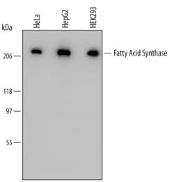 Human Fatty Acid Synthase/FASN Antibody, R D Systems 25&mu;g; Unlabeled:Antibodies,