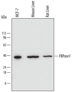 Human/Mouse/Rat FBPase 1 Antibody, R D Systems 100&mu;g; Unlabeled:Antibodies,