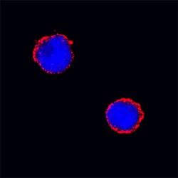 Mouse Fc gamma RII/RIII (CD32/CD16) Antibody, R D Systems 25&mu;g; Unlabeled:Antibodies,