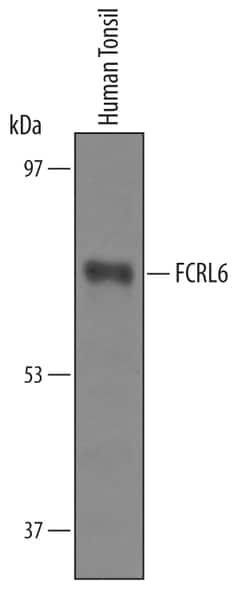Human FCRL6/FcRH6 Antibody, R D Systems 100 &mu;g | Buy Online | R&D Systems | Fisher Scientific