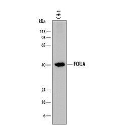 Mouse FCRLA Antibody, R D Systems 100ug; Unlabeled:Antibodies, Monoclonal
