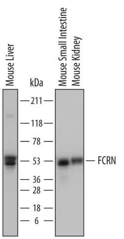 Mouse FCRN Antibody, R D Systems 25&mu;g; Unlabeled:Antibodies, Polyclonal