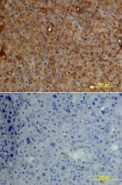 Human Fetuin A/AHSG Antibody, R D Systems 100 &mu;g | Buy Online | R&D Systems | Fisher Scientific