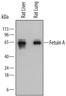 Rat Fetuin A/AHSG Antibody, R D Systems 25&mu;g; Unlabeled:Antibodies,