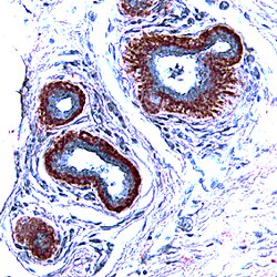 Human FGF acidic/FGF1 Antibody, R D Systems 100&mu;g; Unlabeled:Antibodies,