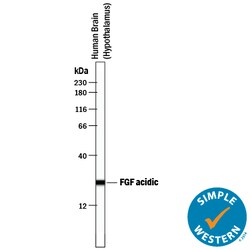 Human FGF acidic/FGF1 Antibody, R D Systems 100&mu;g; Unlabeled:Antibodies,