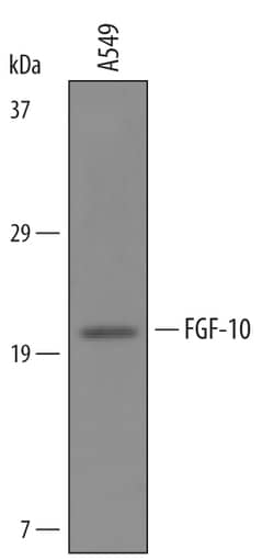 Mouse FGF-10 Antibody, R D Systems 25 &mu;g | Buy Online | R&D Systems | Fisher Scientific