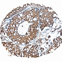 Human FGF-19 Antibody, R D Systems 25&mu;g; Unlabeled:Antibodies, Monoclonal