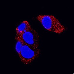 Human FGF-21 Antibody, R D Systems 100ug; Unlabeled:Antibodies, Monoclonal