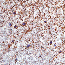 Mouse FGF-23 Antibody, R D Systems 100ug; Unlabeled:Antibodies, Monoclonal