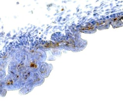 Mouse FGF-4 Antibody, R D Systems 100ug; Unlabeled:Antibodies, Monoclonal
