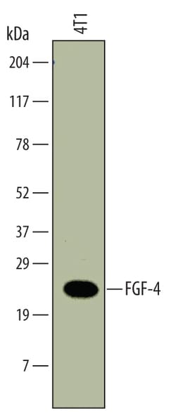 FGF-4 Rat anti-Mouse, Clone: 678430, R D Systems 25&mu;g; Unlabeled, Quantity: