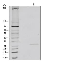 R&D Systems™ Recombinant Human/Mouse FGF-8b Protein