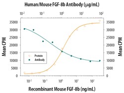 Human/Mouse FGF-8 Antibody, R D Systems 25&mu;g; Unlabeled:Antibodies,
