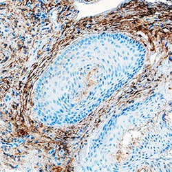 Human Fibroblast Activation Protein alpha/FAP Antibody, R D Systems 100&mu;g;