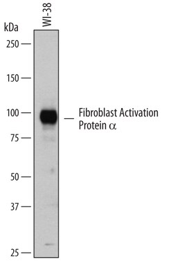 Human Fibroblast Activation Protein alpha/FAP Antibody, R D Systems 100&mu;g;