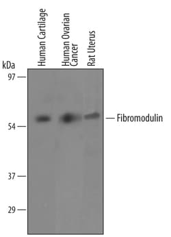 Human/Mouse/Rat Fibromodulin/FMOD Antibody, R D Systems 100&mu;g; Unlabeled:Antibodies,