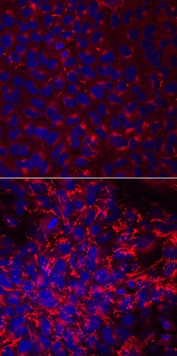 Human/Rat Fibronectin Antibody, R D Systems 25&mu;g; Unlabeled:Antibodies,