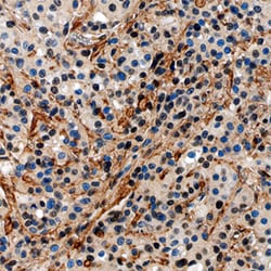 Human Fibronectin Antibody, R D Systems 25&mu;g; Unlabeled:Antibodies,