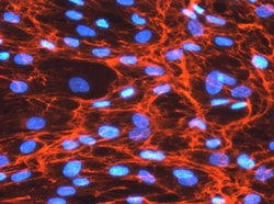 Human Fibronectin Antibody, R D Systems 25&mu;g; Unlabeled:Antibodies,