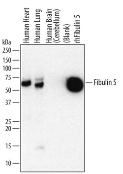Human Fibulin 5/DANCE Antibody, R D Systems 25&mu;g; Unlabeled:Antibodies,