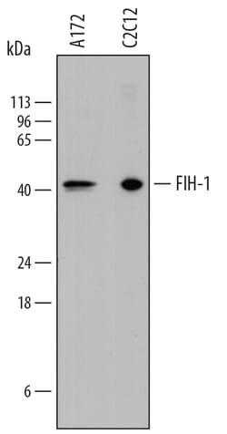 Human/Mouse FIH-1/HIF-1AN Antibody, R D Systems 25&mu;g; Unlabeled:Antibodies,
