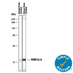 Human/Mouse/Rat FKBP12.6 Antibody, R D Systems 25&mu;g; Unlabeled:Antibodies,