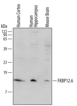 Human/Mouse/Rat FKBP12.6 Antibody, R D Systems 25&mu;g; Unlabeled:Antibodies,
