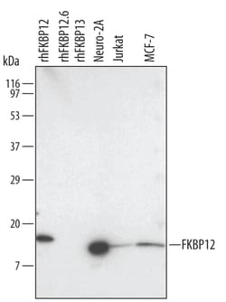 Human/Mouse/Rat FKBP12 Antibody, R D Systems 25&mu;g; Unlabeled:Antibodies,