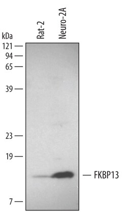 Human/Mouse/Rat FKBP13 Antibody, R D Systems 100&mu;g; Unlabeled:Antibodies,