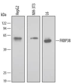Human/Mouse/Rat FKBP38 Antibody, R D Systems 100ug; Unlabeled:Antibodies,