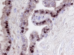 Human/Mouse/Rat FKBP51 Antibody, R D Systems 100&mu;g; Unlabeled:Antibodies,