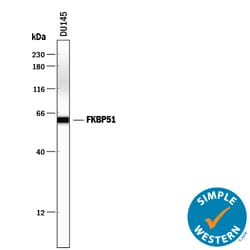 Human/Mouse/Rat FKBP51 Antibody, R D Systems 100&mu;g; Unlabeled:Antibodies,