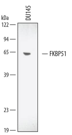Human/Mouse/Rat FKBP51 Antibody, R D Systems 100&mu;g; Unlabeled:Antibodies,