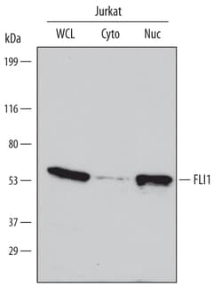 Human FLI1 Antibody, R D Systems 100&mu;g; Unlabeled:Antibodies, Polyclonal