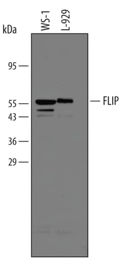 Human/Mouse FLIP Antibody, R D Systems 100 &mu;g | Buy Online | R&D Systems | Fisher Scientific