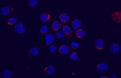 Mouse Flt-3/Flk-2 Antibody, R D Systems 100 &mu;g | Buy Online | R&D Systems | Fisher Scientific