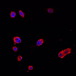Mouse/Rat Follistatin-like 1/FSTL1 Antibody, R&D Systems™