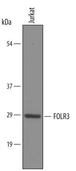 Human FOLR3 Antibody, R D Systems 100 &mu;g | Buy Online | R&D Systems | Fisher Scientific