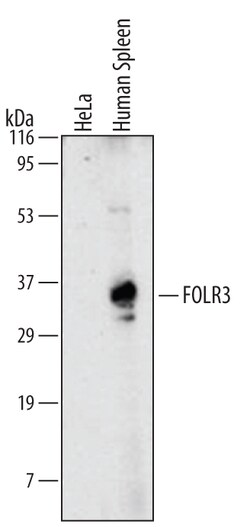 Human FOLR3 Antibody, R D Systems 25&mu;g; Unlabeled:Antibodies, Monoclonal