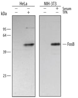 Human/Mouse FosB/G0S3 Antibody, R D Systems 25&mu;g; Unlabeled:Antibodies,