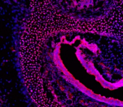 Mouse FoxC2 Antibody, R D Systems 25 &mu;g | Buy Online | R&D Systems | Fisher Scientific