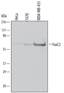 Human FoxC2 Antibody, R D Systems 100ug; Unlabeled:Antibodies, Monoclonal