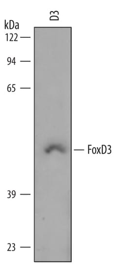Mouse FoxD3 Antibody, R D Systems 100&mu;g; Unlabeled:Antibodies, Polyclonal
