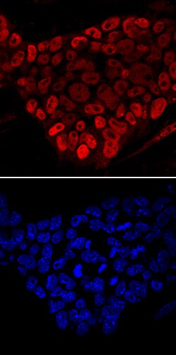 Mouse FoxD3 Antibody, R D Systems 25&mu;g; Unlabeled:Antibodies, Monoclonal